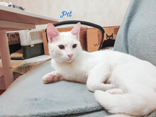PIT, Katze, Europäisch Kurzhaar in Bulgarien - Bild 5
