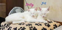 PATTY, Katze, Europäisch Kurzhaar in Bulgarien - Bild 1