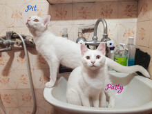 PATTY, Katze, Europäisch Kurzhaar in Bulgarien - Bild 7