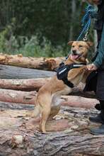 MATES, Hund, Mischlingshund in Slowakische Republik - Bild 3