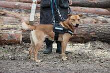 MATES, Hund, Mischlingshund in Slowakische Republik - Bild 4