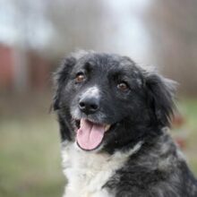 MIRA, Hund, Mischlingshund in Rumänien - Bild 1