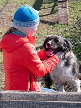 MIRA, Hund, Mischlingshund in Rumänien - Bild 11