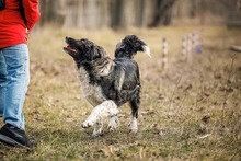 MIRA, Hund, Mischlingshund in Rumänien - Bild 15