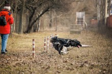 MIRA, Hund, Mischlingshund in Rumänien - Bild 17
