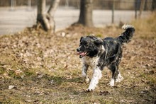 MIRA, Hund, Mischlingshund in Rumänien - Bild 19