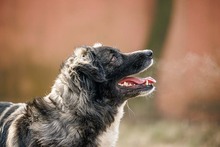 MIRA, Hund, Mischlingshund in Rumänien - Bild 22