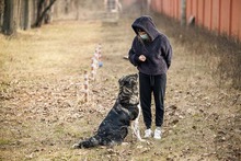 MIRA, Hund, Mischlingshund in Rumänien - Bild 23