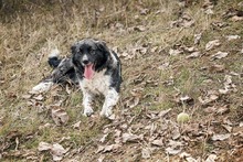 MIRA, Hund, Mischlingshund in Rumänien - Bild 25