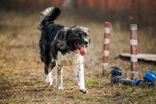 MIRA, Hund, Mischlingshund in Rumänien - Bild 26