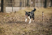 MIRA, Hund, Mischlingshund in Rumänien - Bild 27