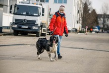 MIRA, Hund, Mischlingshund in Rumänien - Bild 28