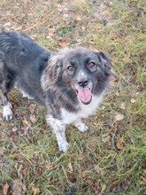 MIRA, Hund, Mischlingshund in Rumänien - Bild 3