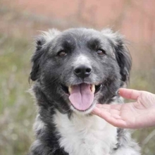 MIRA, Hund, Mischlingshund in Rumänien - Bild 30