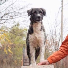 MIRA, Hund, Mischlingshund in Rumänien - Bild 31