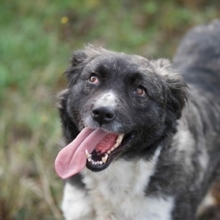 MIRA, Hund, Mischlingshund in Rumänien - Bild 32