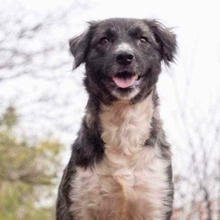 MIRA, Hund, Mischlingshund in Rumänien - Bild 34