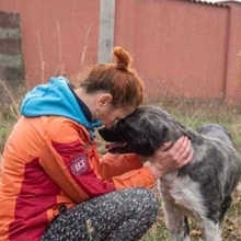 MIRA, Hund, Mischlingshund in Rumänien - Bild 36