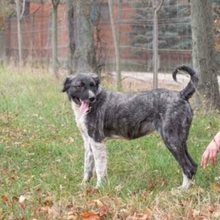 MIRA, Hund, Mischlingshund in Rumänien - Bild 37