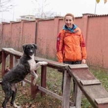 MIRA, Hund, Mischlingshund in Rumänien - Bild 39