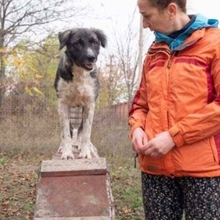 MIRA, Hund, Mischlingshund in Rumänien - Bild 40
