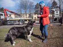 MIRA, Hund, Mischlingshund in Rumänien - Bild 9