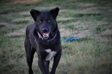BLACKY, Hund, Mischlingshund in Griechenland - Bild 1