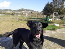 BLACKY, Hund, Mischlingshund in Griechenland - Bild 10