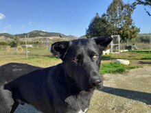 BLACKY, Hund, Mischlingshund in Griechenland - Bild 11