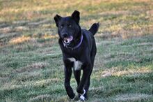 BLACKY, Hund, Mischlingshund in Griechenland - Bild 3