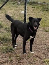 BLACKY, Hund, Mischlingshund in Griechenland - Bild 5