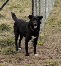 BLACKY, Hund, Mischlingshund in Griechenland - Bild 6