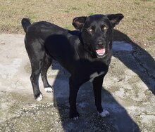 BLACKY, Hund, Mischlingshund in Griechenland - Bild 8
