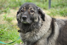 JAMILA, Hund, Herdenschutzhund in Hagen - Bild 1