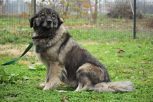 JAMILA, Hund, Herdenschutzhund in Hagen - Bild 2