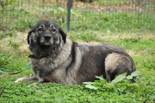 JAMILA, Hund, Herdenschutzhund in Hagen - Bild 4