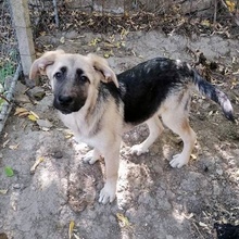 IVAILO, Hund, Mischlingshund in Bulgarien - Bild 1