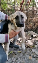 IVAILO, Hund, Mischlingshund in Bulgarien - Bild 2