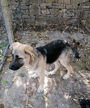 IVAILO, Hund, Mischlingshund in Bulgarien - Bild 3