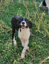 VALJO, Hund, Mischlingshund in Ketsch - Bild 2