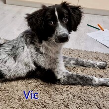 VIC, Hund, Mischlingshund in Bochum - Bild 1