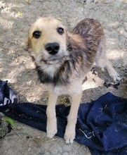 IVELIN, Hund, Mischlingshund in Bulgarien - Bild 2