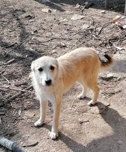 IVAILA, Hund, Mischlingshund in Bulgarien - Bild 1