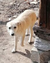 IVAILA, Hund, Mischlingshund in Bulgarien - Bild 2