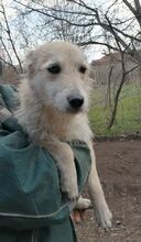 IVAILA, Hund, Mischlingshund in Bulgarien - Bild 3