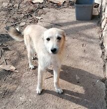 IVAILA, Hund, Mischlingshund in Bulgarien - Bild 5