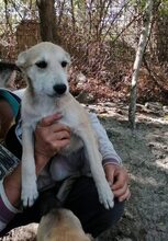 IVAILA, Hund, Mischlingshund in Bulgarien - Bild 6