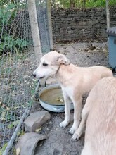 IVAILA, Hund, Mischlingshund in Bulgarien - Bild 7