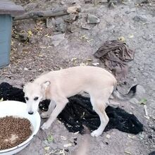 IVAILA, Hund, Mischlingshund in Bulgarien - Bild 8