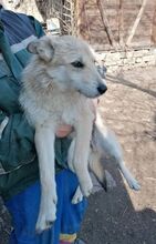 IVAILA, Hund, Mischlingshund in Bulgarien - Bild 9